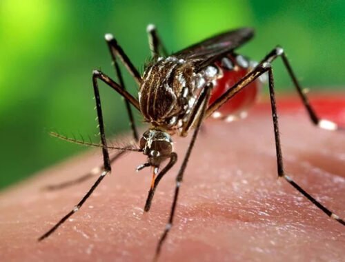Insisten en medidas de prevención para evitar la proliferación del mosquito que transmite el dengue