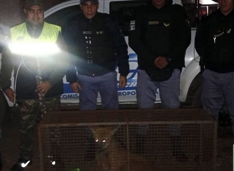 Especie Protegida: rescataron a un Aguará Guazú de una vivienda en Resistencia
