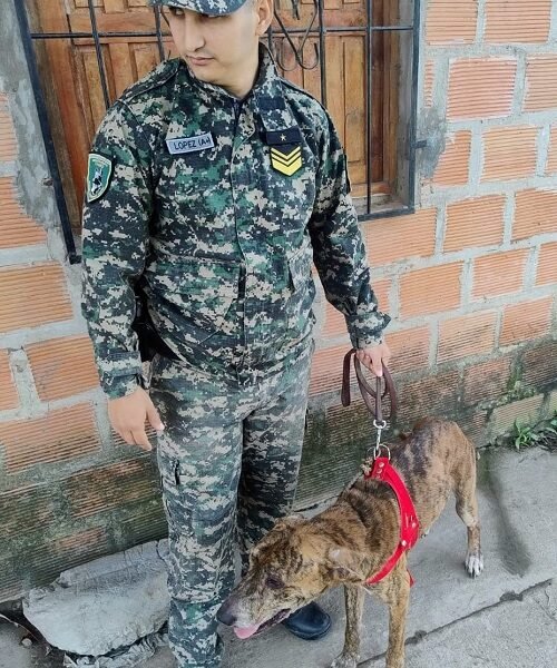Rescataron dos perros en mal estado luego de un allanamiento por maltrato animal en Resistencia