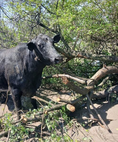 Presidencia de la Plaza: recuperaron dos vacas robadas