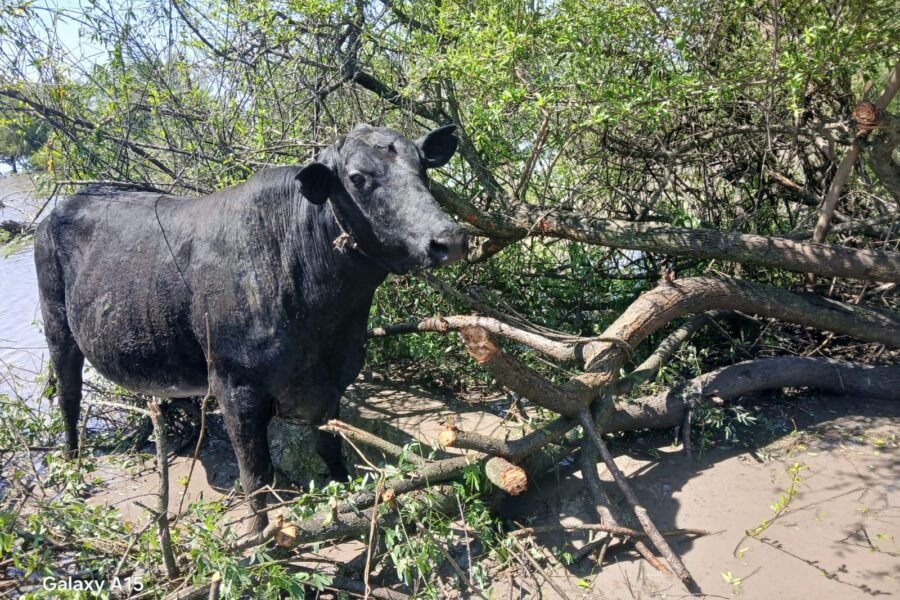 Presidencia de la Plaza: recuperaron dos vacas robadas