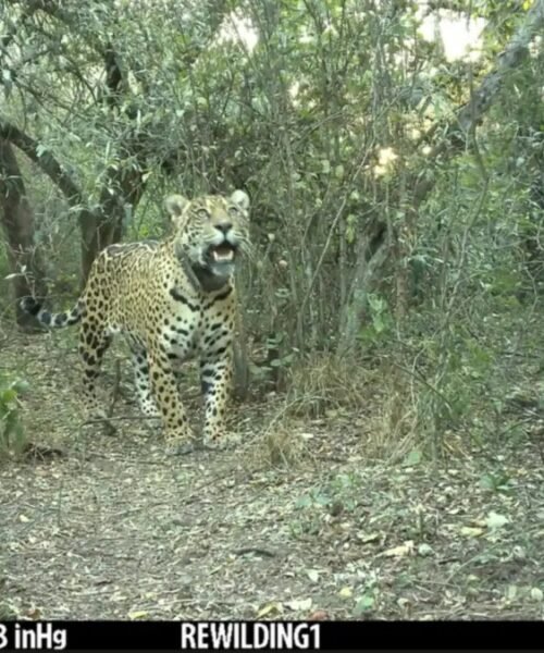 Desde el Instituto de Derecho Animal repudiaron la muerte de Acaí
