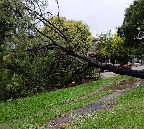 Fuertes lluvias en la provincia: calles inundadas, árboles caídos y familias afectadas
