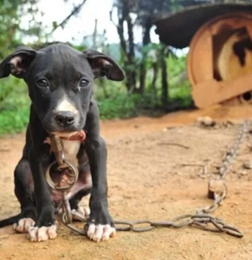 Salom propone incrementar penas por actos de crueldad animal