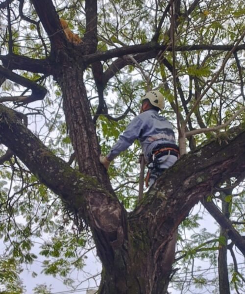 Resistencia: Bomberos intervinieron para salvar a un gato atrapado en un árbol