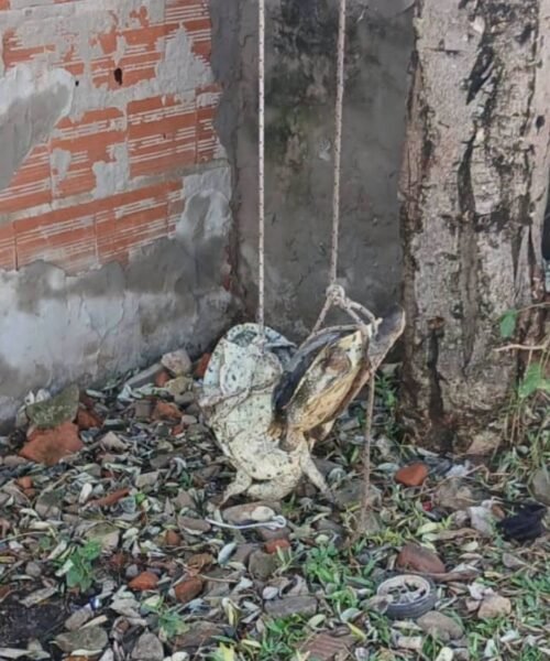 Puerto Vilelas: Rescataron a dos tortugas colgadas de un árbol y citarán a los padres de los menores responsables