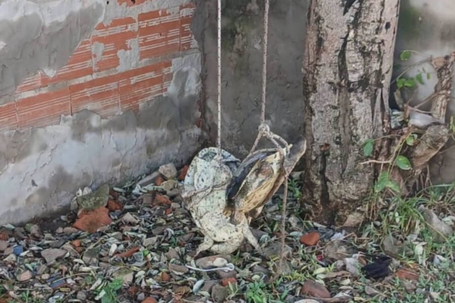 Puerto Vilelas: Rescataron a dos tortugas colgadas de un árbol y citarán a los padres de los menores responsables