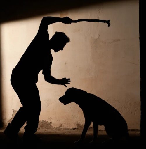 Avance contra el maltrato animal en Resistencia: la Policía podrá rescatar mascotas de oficio ante emergencias