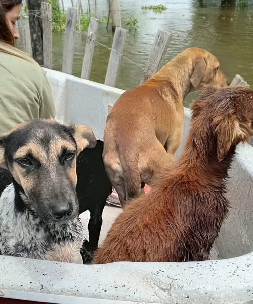 La Provincia cedió un terreno a la Fundación 4 Patitas dos semanas después de que la ONG anunció su colapso financiero