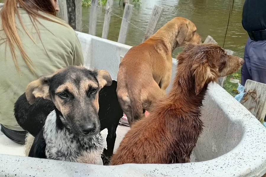 La Provincia cedió un terreno a la Fundación 4 Patitas dos semanas después de que la ONG anunció su colapso financiero